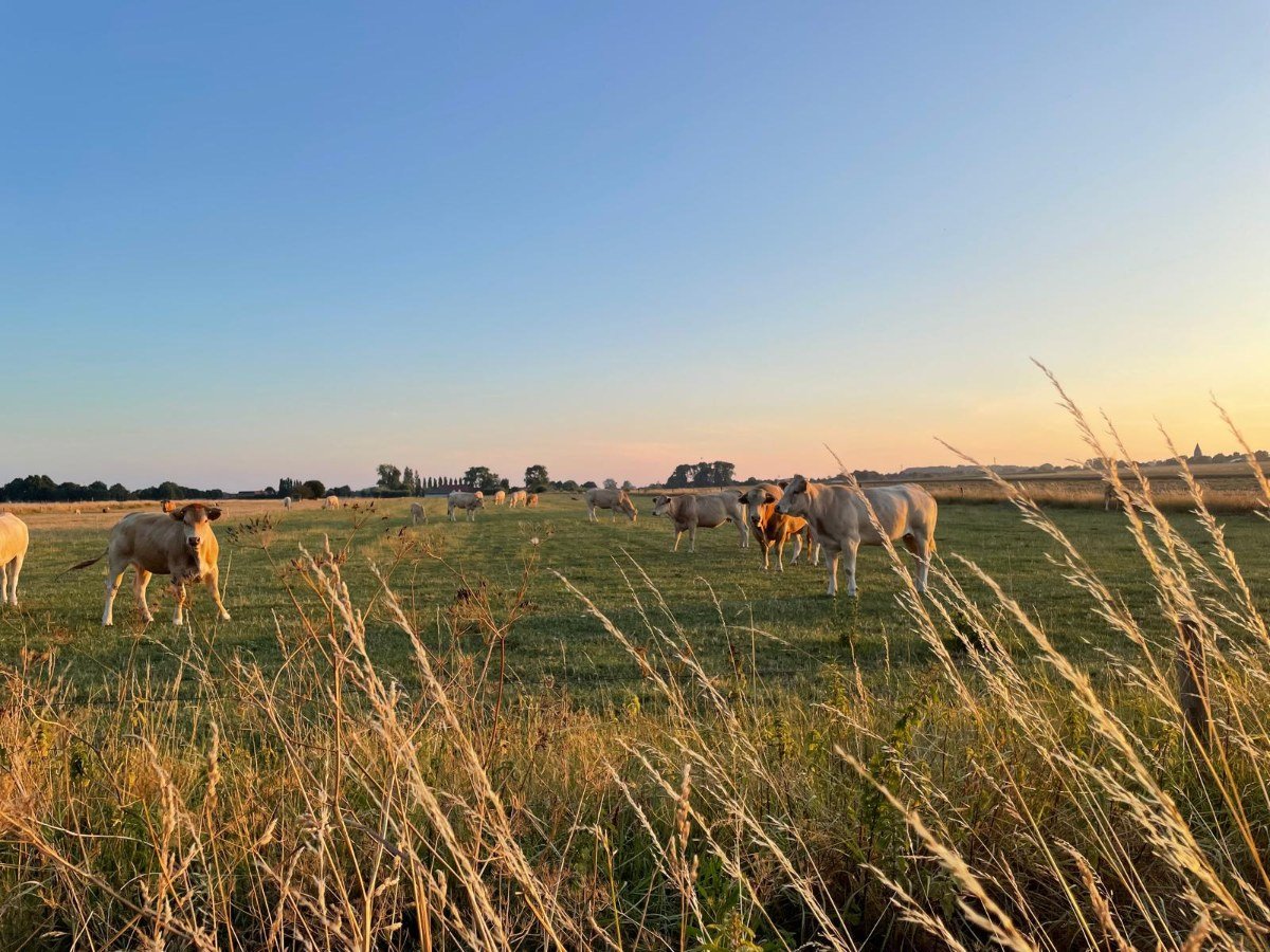 De boerderij