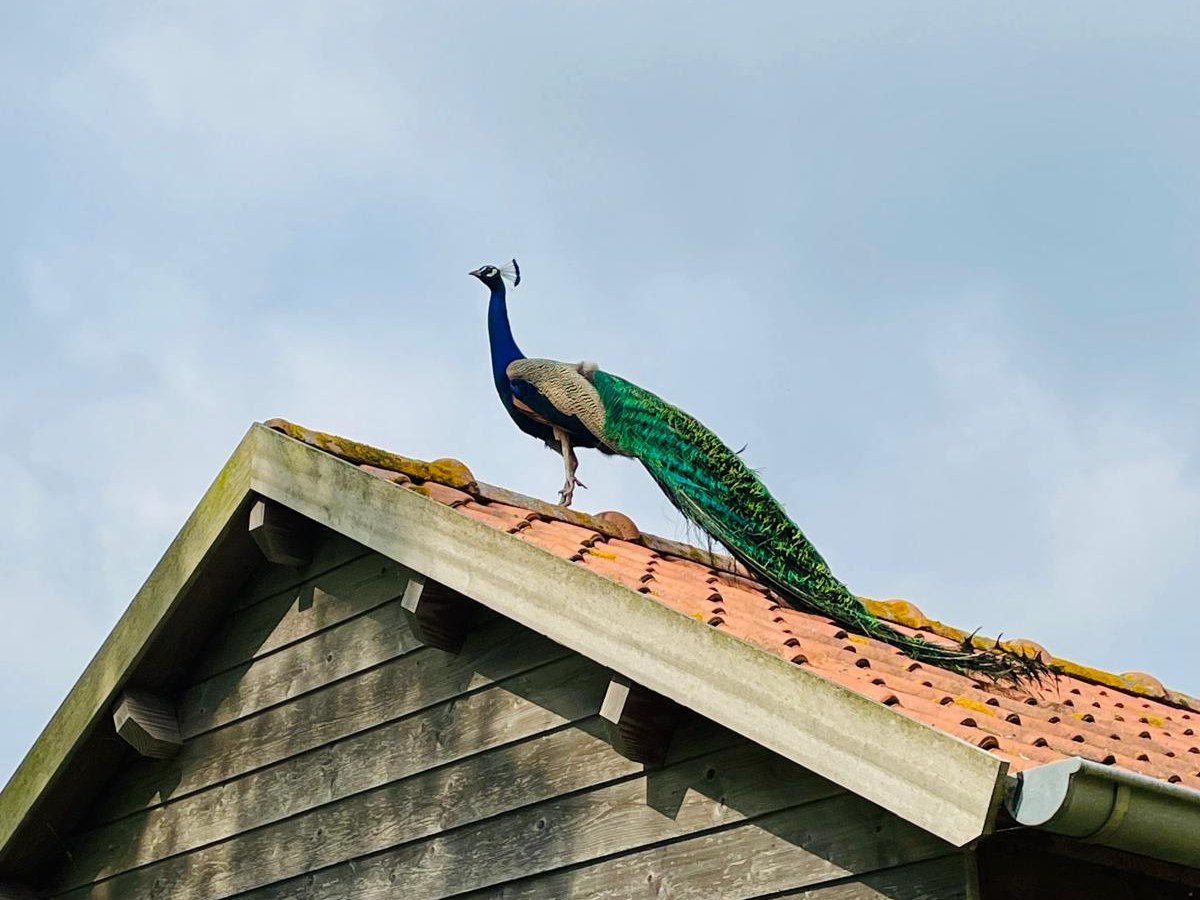 De boerderij
