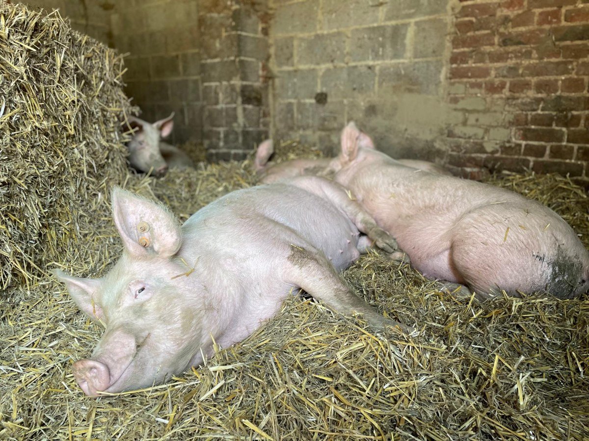 De boerderij