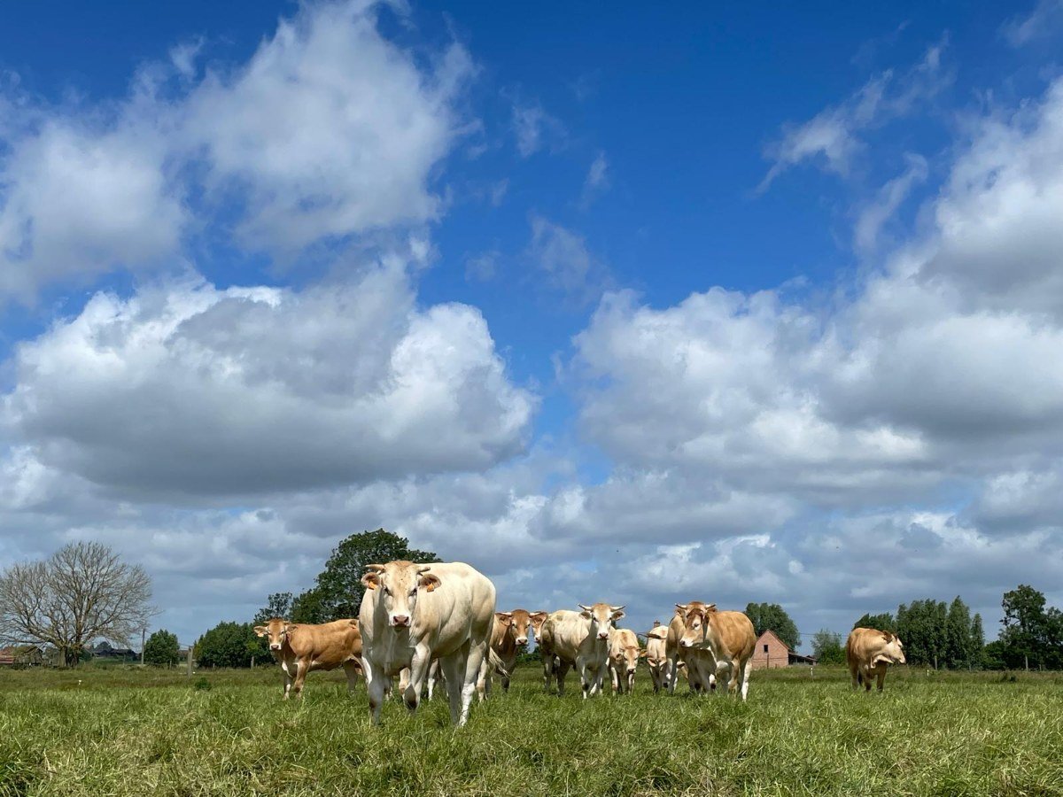 De boerderij